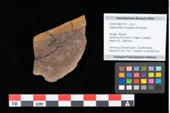 Foto (Objekt + Etikett) von Glyptostrobus europaeus Brongniart (NHMW-GEO-2024-0188-0178)